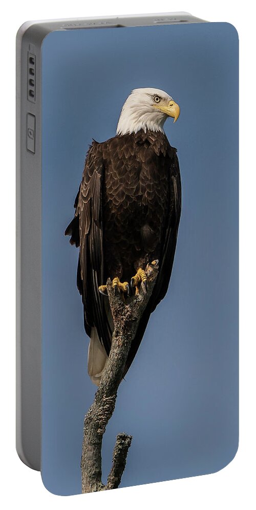Bald Eagle Portable Battery Charger featuring the photograph Lookout by Linda Shannon Morgan