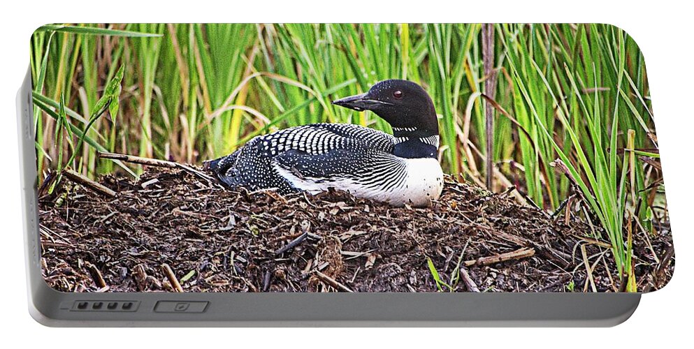 Bird Portable Battery Charger featuring the photograph Loon on Nest 2 - Norway - Maine by Steven Ralser