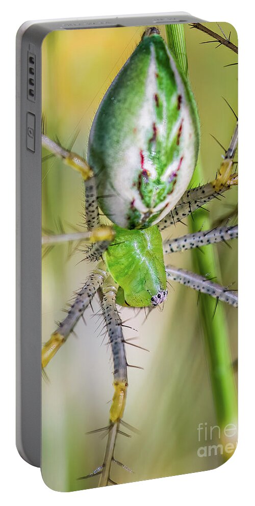 Spider Portable Battery Charger featuring the photograph Lynx Spider 3 by Al Andersen