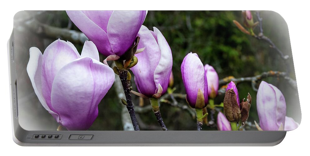 Botanic Gardens Portable Battery Charger featuring the photograph Magnolia blooms by Fran Woods