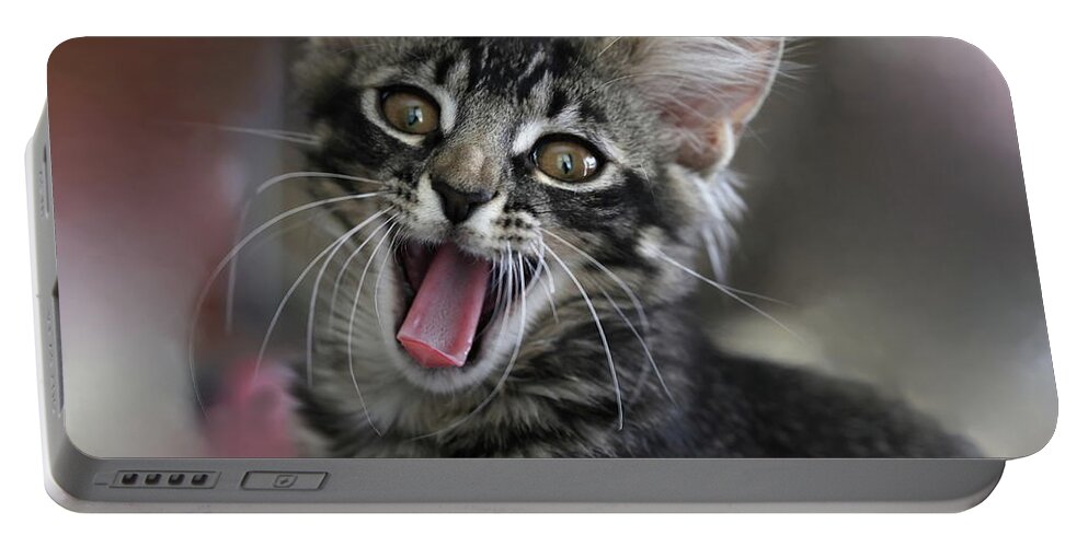 Maine Coon Portable Battery Charger featuring the photograph Maine Coon Cat 5 by Mingming Jiang