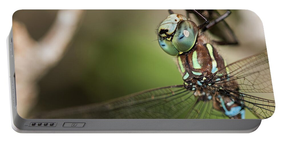 Animals Portable Battery Charger featuring the photograph Male Blue-eyed Darner by Robert Potts