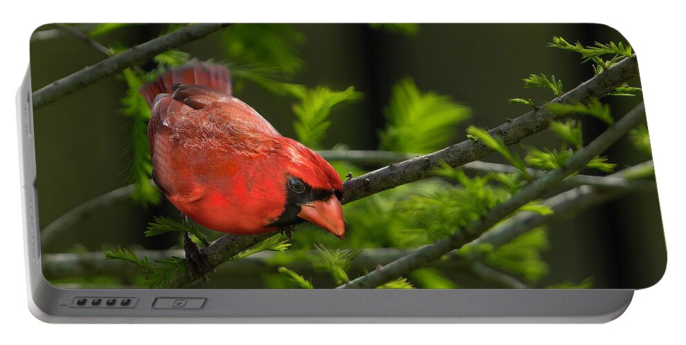 Birds Portable Battery Charger featuring the photograph Male Cardinal by Larry Marshall