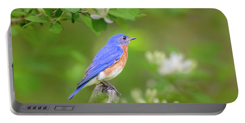 Bluebird Portable Battery Charger featuring the photograph Male Eastern Bluebird by Christina Rollo