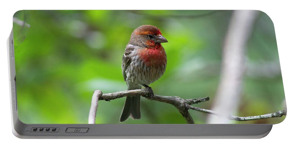 Bird Portable Battery Charger featuring the photograph Male House Finch by Geoff Jewett