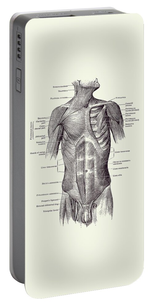 Male Muscular System Portable Battery Charger featuring the drawing Male Upper Body Muscular System - Vintage Anatomy 2 by Vintage Anatomy Prints