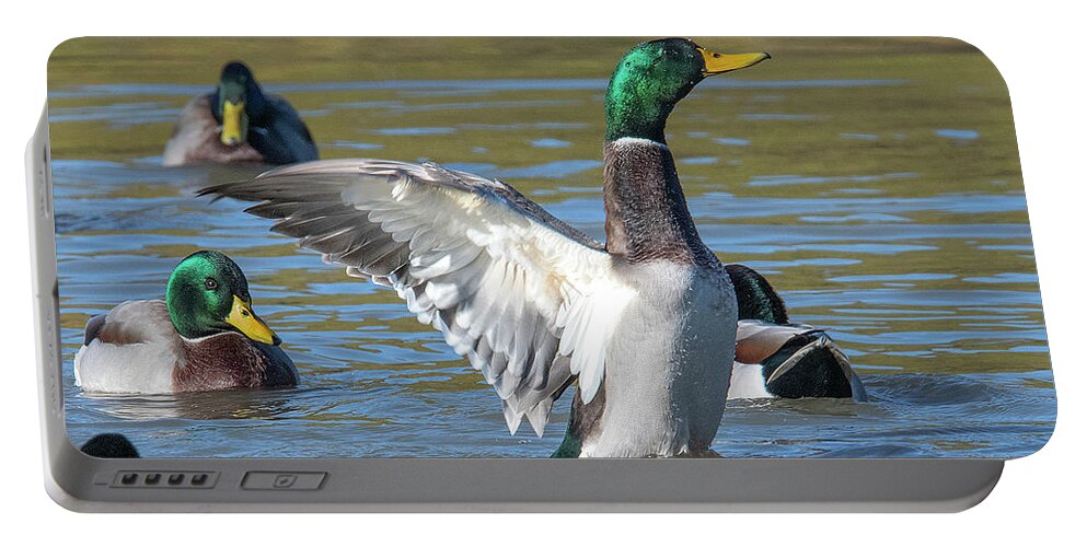 Nature Portable Battery Charger featuring the photograph Mallard Drake Flapping His Wings DWF0205 by Gerry Gantt
