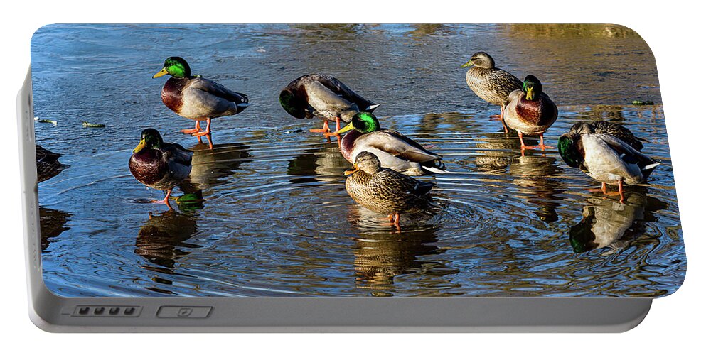 5- Places Portable Battery Charger featuring the photograph Mallard ducks chilling out by Louis Dallara