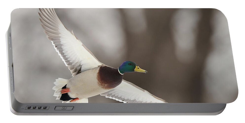 Flight Portable Battery Charger featuring the photograph Mallard Stretching wings by Paul Freidlund