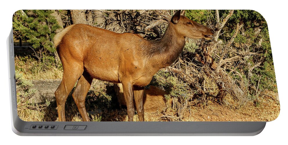 2020 Portable Battery Charger featuring the photograph Mama Elk calling to Calf by Dawn Richards