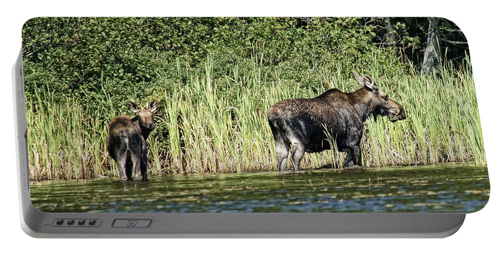 Moose Portable Battery Charger featuring the photograph Mama Moose and Calf by Russel Considine