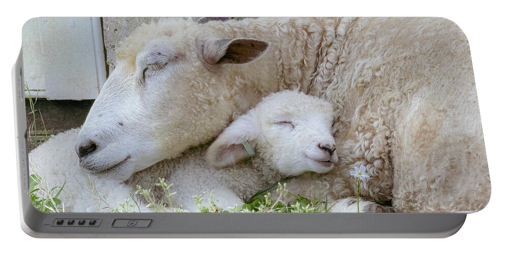 Lamb Portable Battery Charger featuring the photograph Mama's Lamb by Rachel Morrison