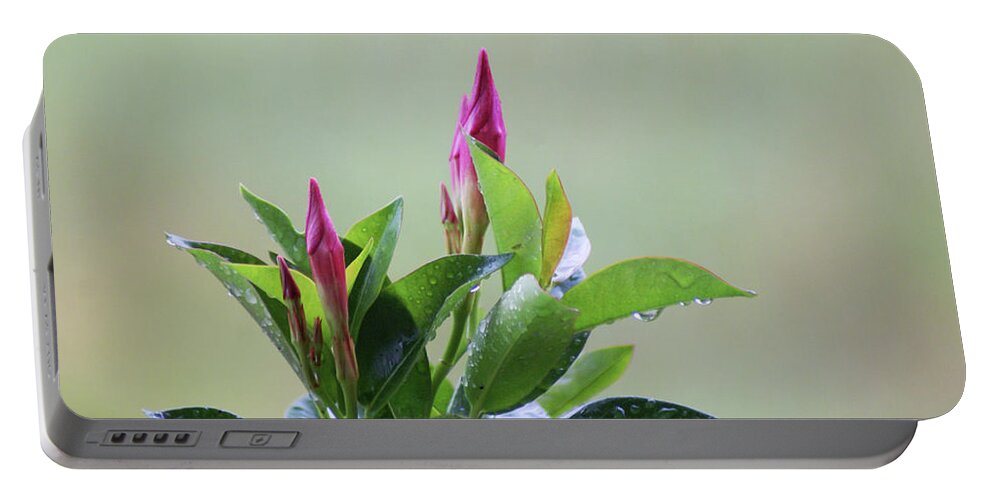  Portable Battery Charger featuring the photograph Mandevilla Drops by Heather E Harman