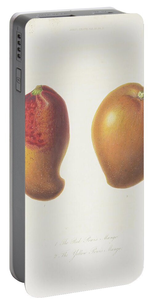 Mango Drawings Portable Battery Charger featuring the digital art Mango c. 1812 by Kim Kent