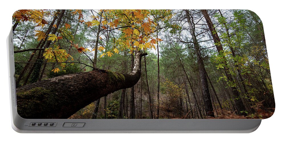 Autumn Portable Battery Charger featuring the photograph Maple tree with yellow leaves in autumn in a forest . Troodos Cyprus by Michalakis Ppalis