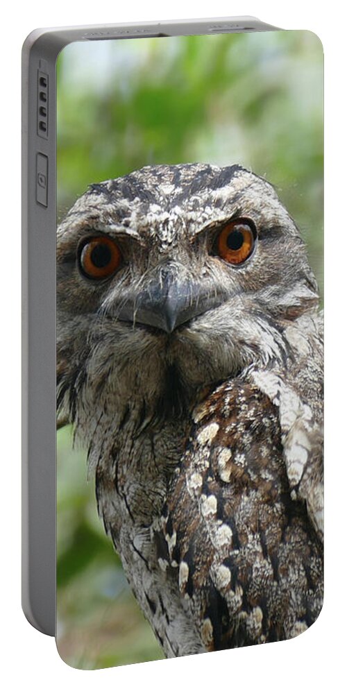 Animals Portable Battery Charger featuring the photograph Marbled Frogmouth Stare by Maryse Jansen