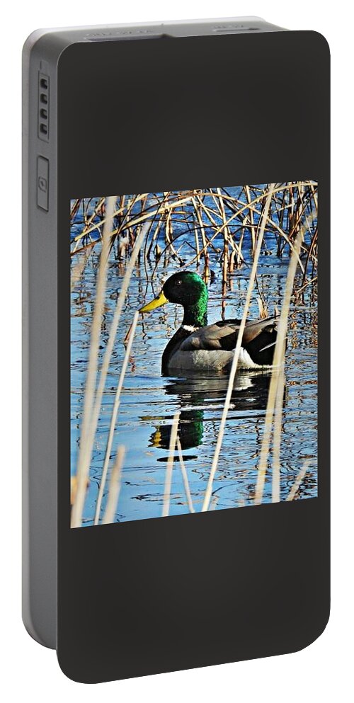 Duck Portable Battery Charger featuring the photograph March Mallard by Judy Stepanian