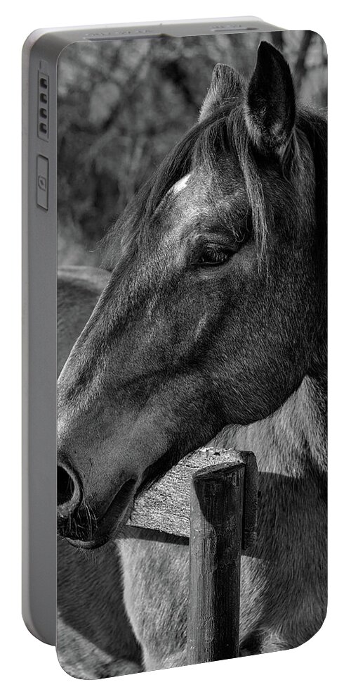 Mare Portable Battery Charger featuring the photograph Mare Profile by Art Cole