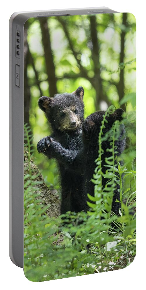 Bear Portable Battery Charger featuring the photograph May I Have This Dance by Everet Regal