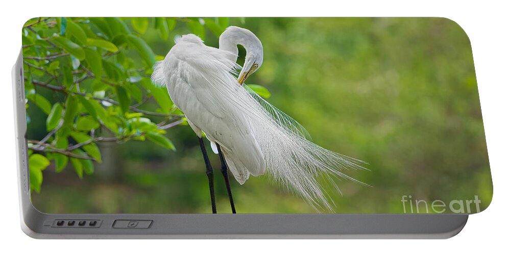Coastal Birds Portable Battery Charger featuring the photograph Mid Morning Groom by Judy Kay