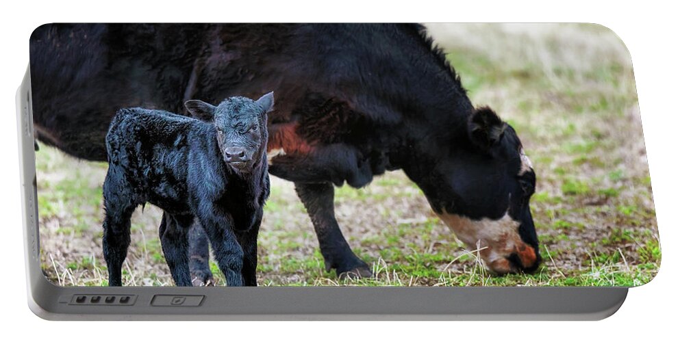 Calf Portable Battery Charger featuring the photograph Mom Said Stay Here by Susan Rissi Tregoning
