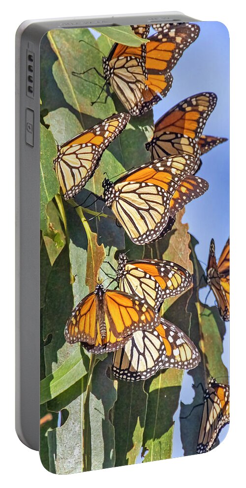 Sanra Cruz Portable Battery Charger featuring the photograph Monarch Butterflies #1 by Carla Brennan