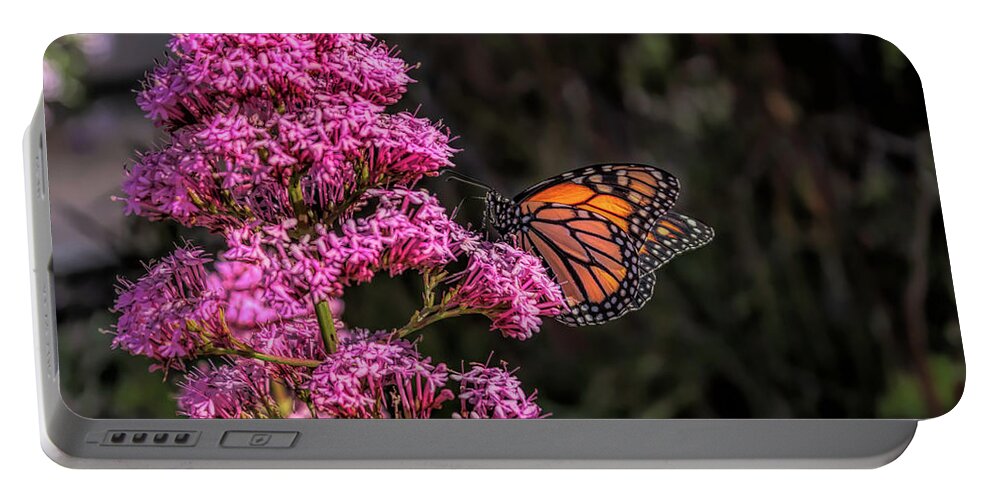 Monarch Portable Battery Charger featuring the photograph Monarch Butterfly by Alison Frank