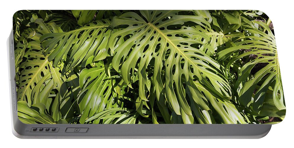Monstera Deliciosa Portable Battery Charger featuring the photograph Monstera Deliciosa by Eva Lechner