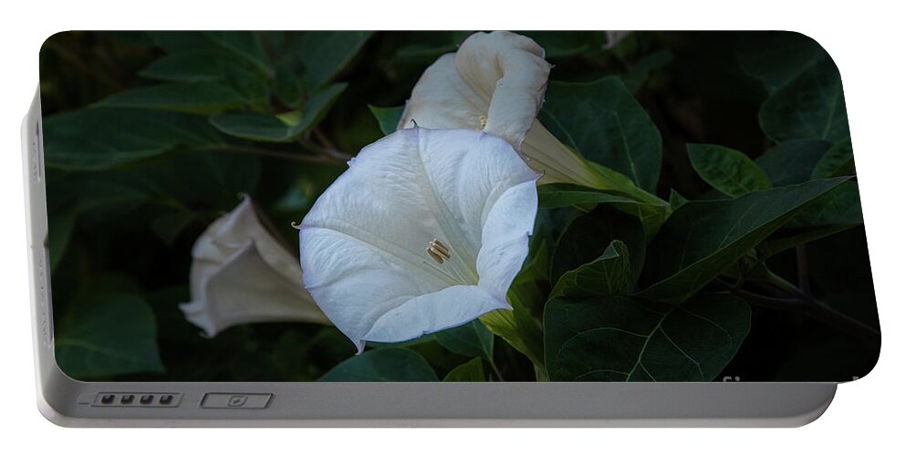 Botanic Gardens Portable Battery Charger featuring the photograph Moonlight Flower by Marilyn Cornwell