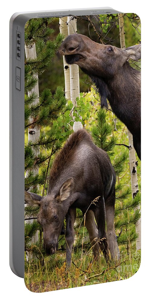 Moose Portable Battery Charger featuring the photograph Moose Feeding Time by Steven Krull