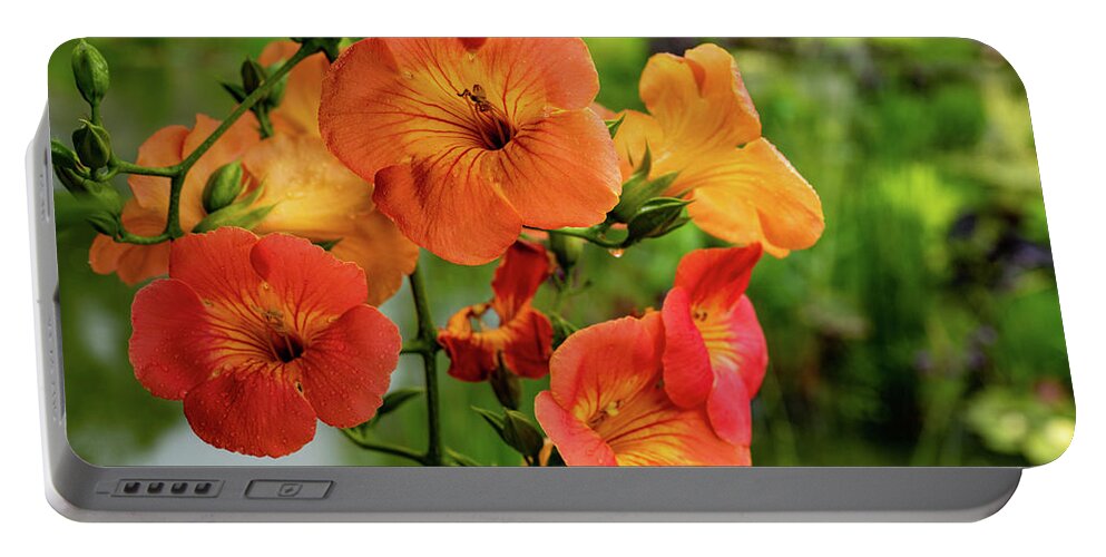 Campsis Grandiflora 'morning Calm' Portable Battery Charger featuring the photograph Morning Calm by Kevin Suttlehan