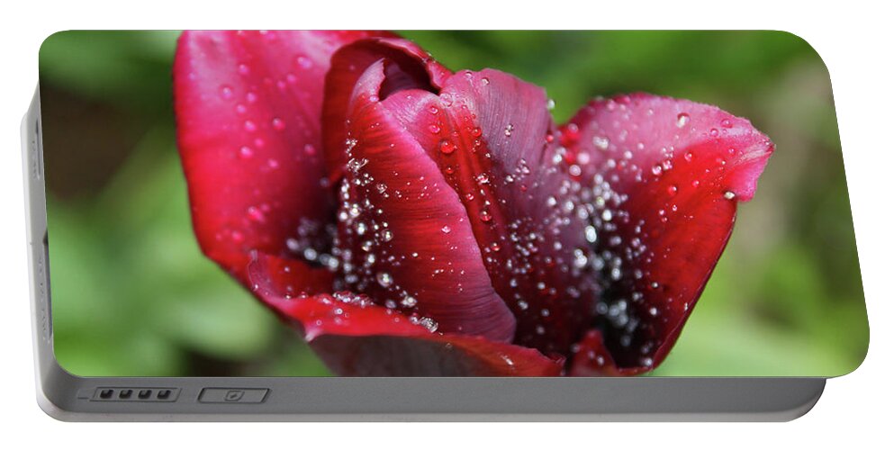 Tulip Portable Battery Charger featuring the photograph Morning dew by Maria Dimitrova