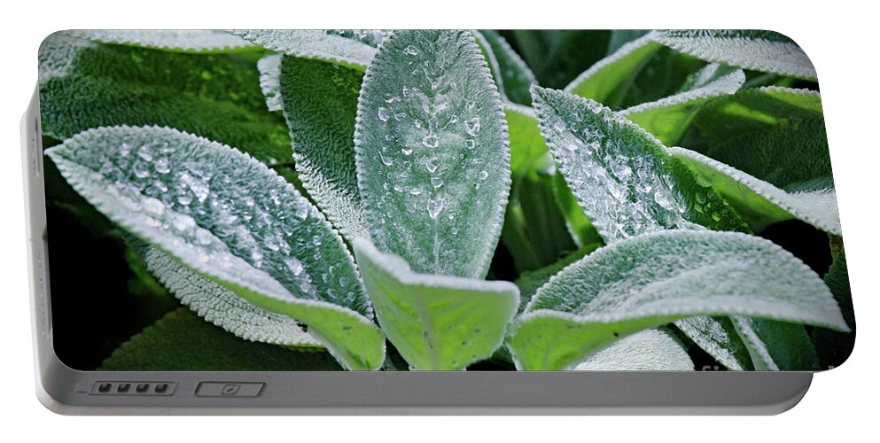Green Plant; Lamb's Ear; Stachys Byzantina; Dew; Water; Raindrops; Botanical; Greenery; Plant; Leaves; Green; Silver; Horizontal Portable Battery Charger featuring the photograph Morning Dew by Tina Uihlein