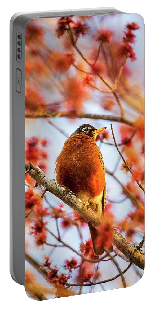 Bird Portable Battery Charger featuring the photograph Morning Robin in Red Maple Blossoms by Rachel Morrison