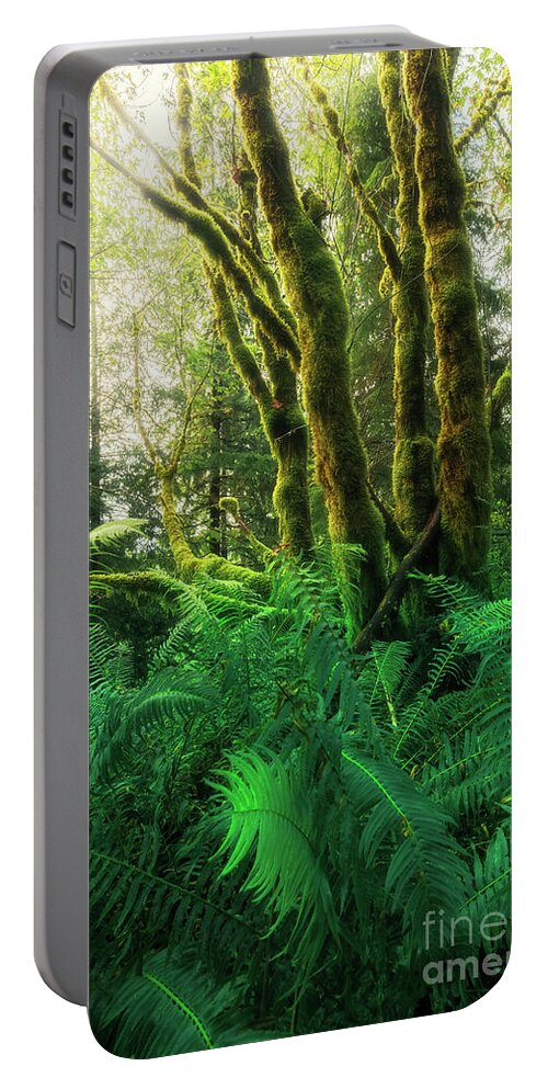 Oregon Coast Portable Battery Charger featuring the photograph Moss-covered trees with ferns by Masako Metz