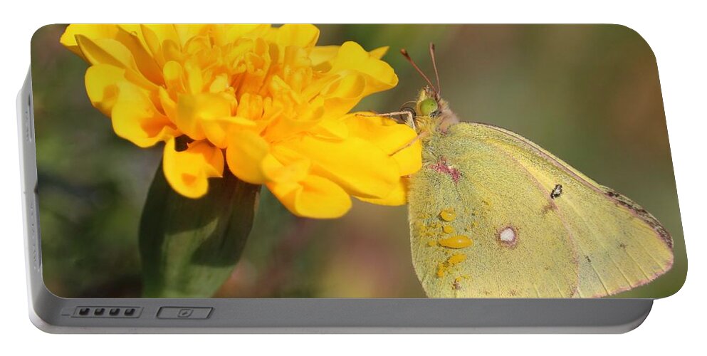 Marigold Portable Battery Charger featuring the photograph Moth on Marigold by Carol Groenen