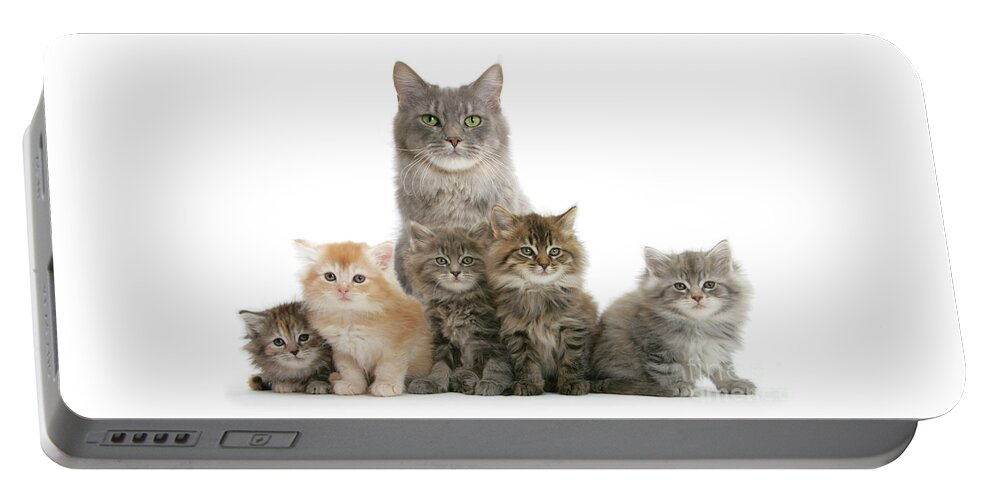 Maine Coon Portable Battery Charger featuring the photograph Mother Maine Coon cat and five kittens by Warren Photographic