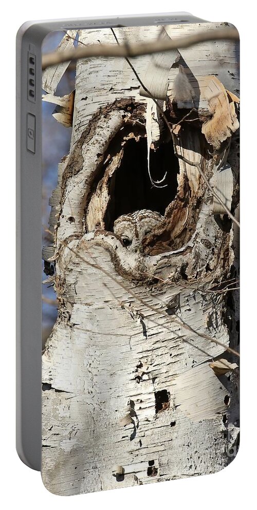Owl Portrait Portable Battery Charger featuring the photograph Mother owl incubating her eggs by Heather King