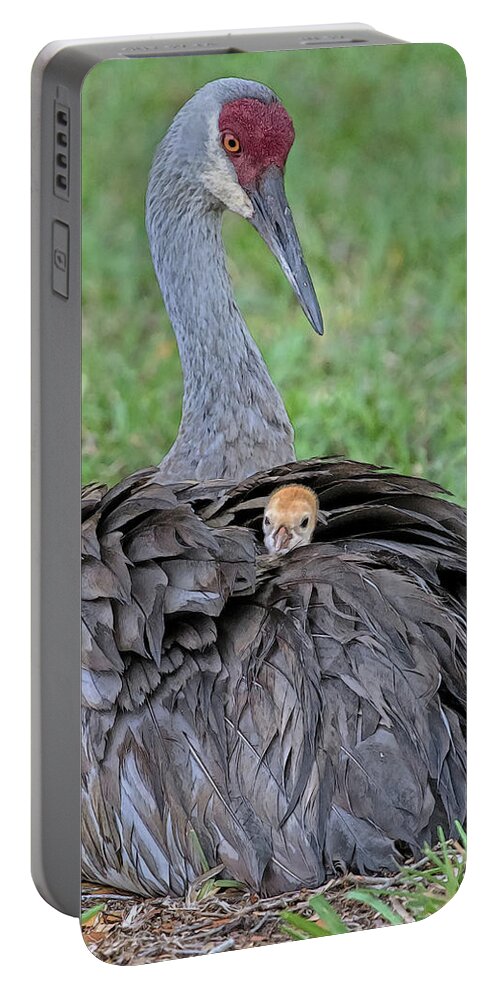 Sandhill Crane Portable Battery Charger featuring the digital art MOTHER SANDHILL CRANE AND CHICK cps by Larry Linton