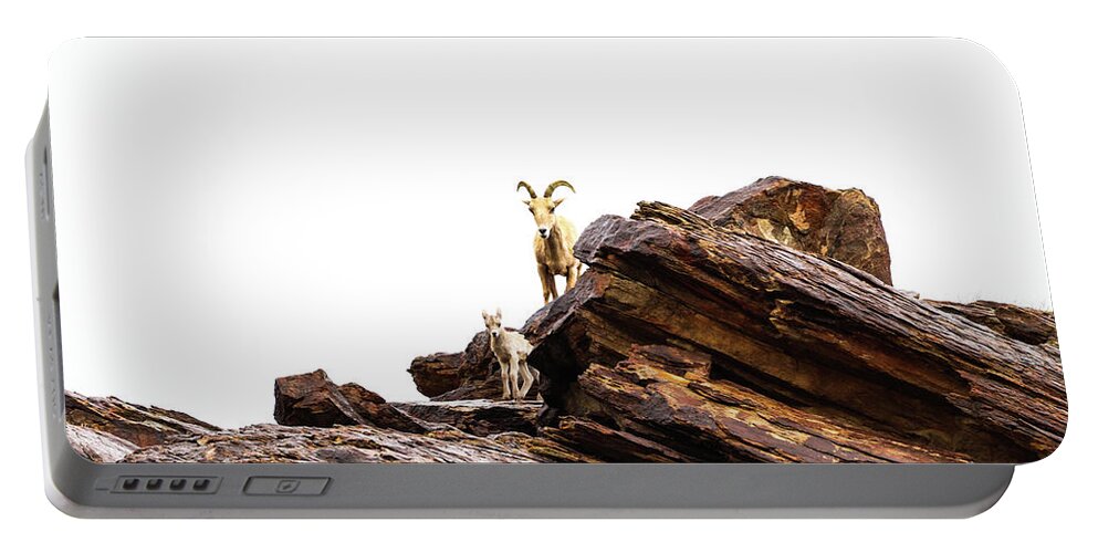 Mountain Goat Portable Battery Charger featuring the photograph Mountain Goat and Calf by Tahmina Watson