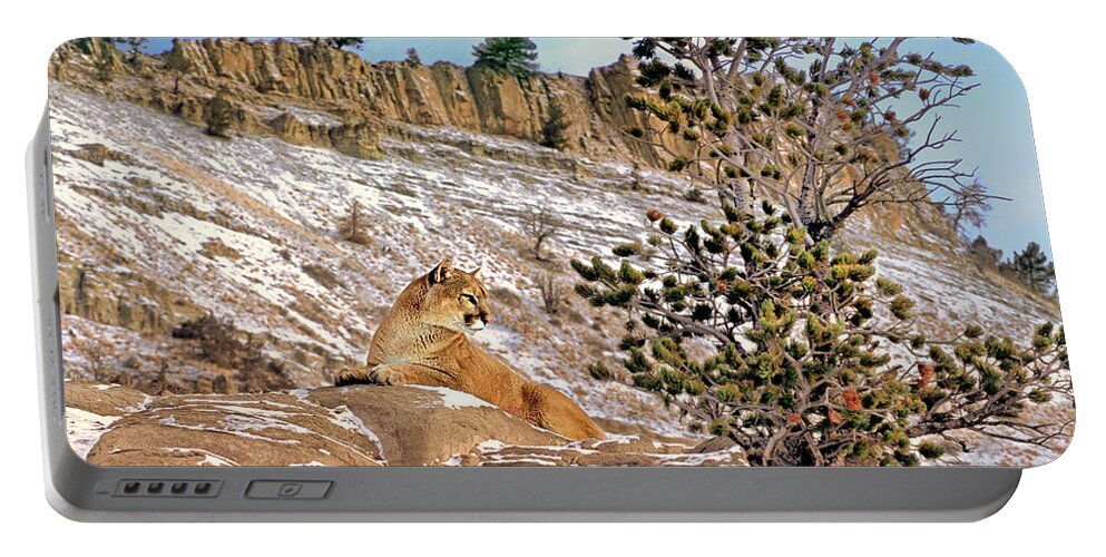 Mountain Lion Portable Battery Charger featuring the photograph Mountain Lion On Snow Covered Hillside by Dave Welling