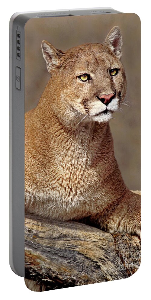 Dave Welling Portable Battery Charger featuring the photograph Mountain Lion Portrait Vertical by Dave Welling