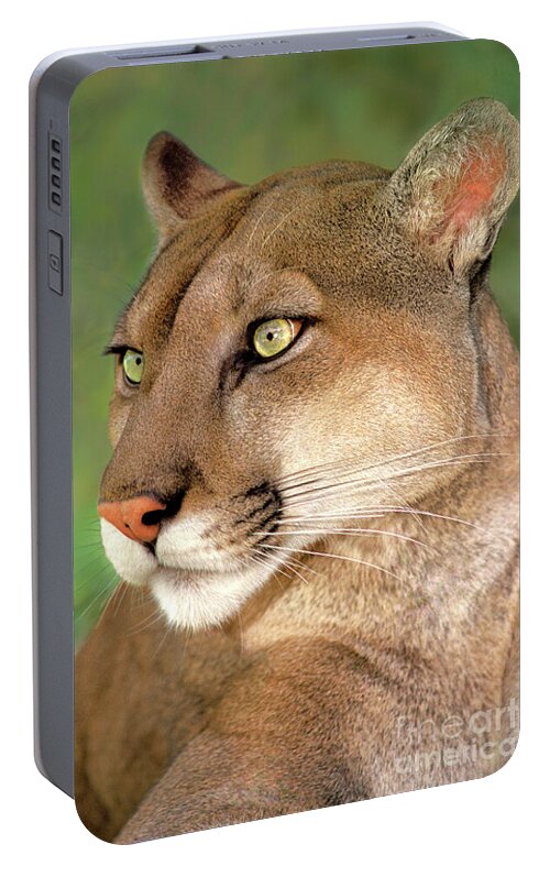 Mountain Lion Portable Battery Charger featuring the photograph Mountain Lion Portrait Wildlife Rescue by Dave Welling