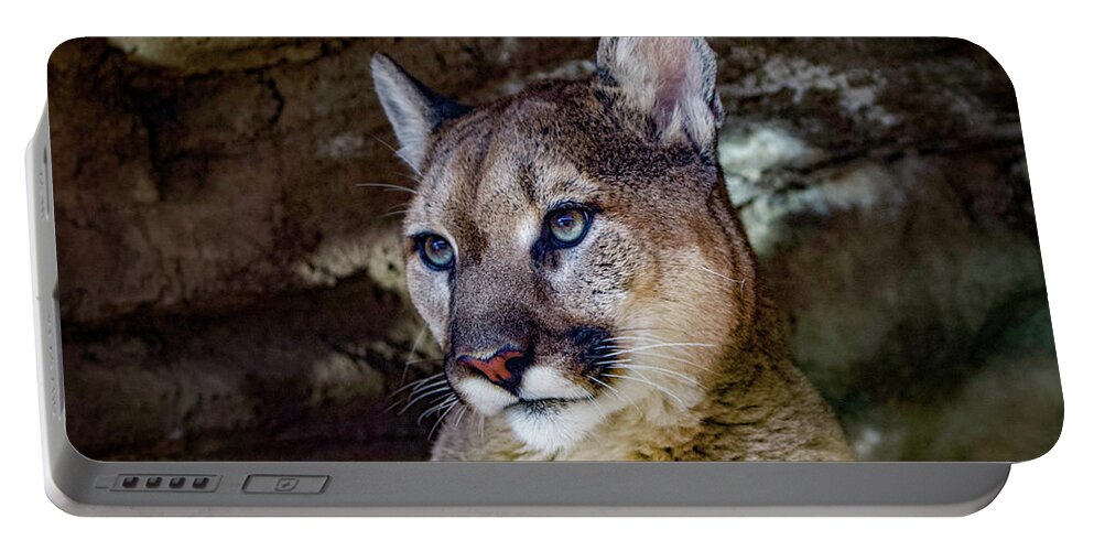 Mountain Lion Portable Battery Charger featuring the photograph Mountain Lion by Shirley Dutchkowski