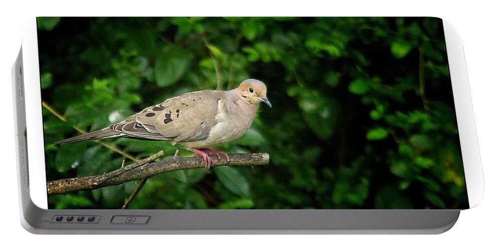 Mourning Dove Portable Battery Charger featuring the photograph Mourning Dove by John Benedict