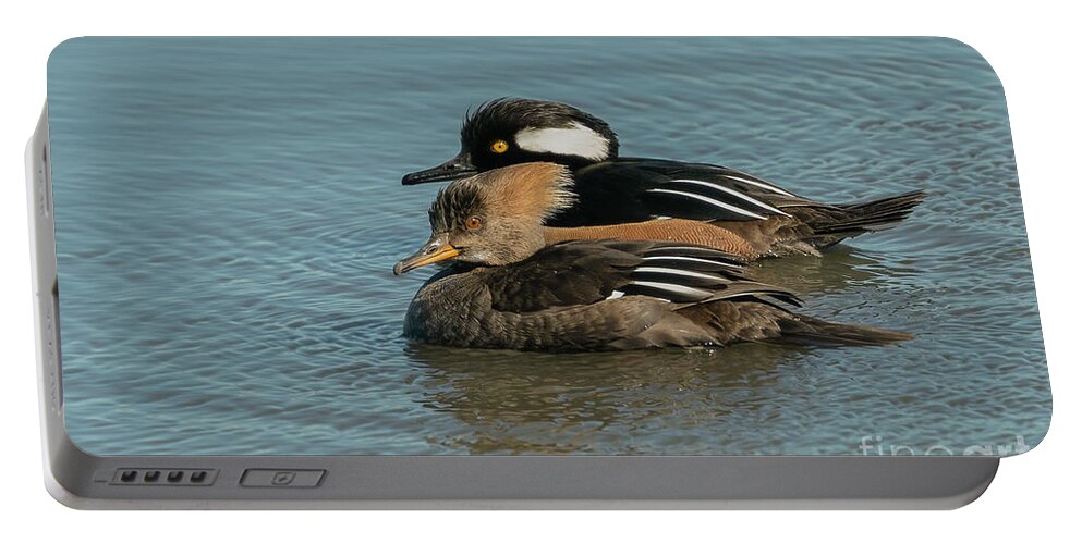 Hooded Merganser Portable Battery Charger featuring the photograph Mr. and Mrs. Hooded Merganser by Sam Rino