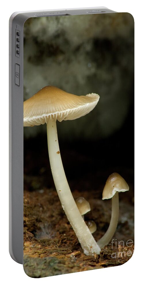 Mushrooms Portable Battery Charger featuring the photograph Mushrooms by Rich S