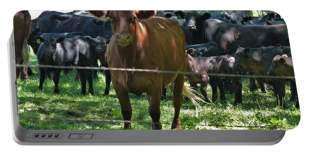 Cows Portable Battery Charger featuring the photograph My Next Door Neighbor by Rosanne Licciardi