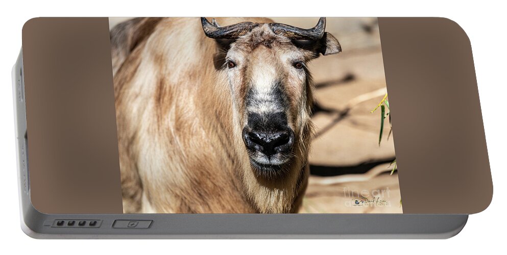 Cattle Chamois Portable Battery Charger featuring the photograph Nice to Meet Gnu by David Levin