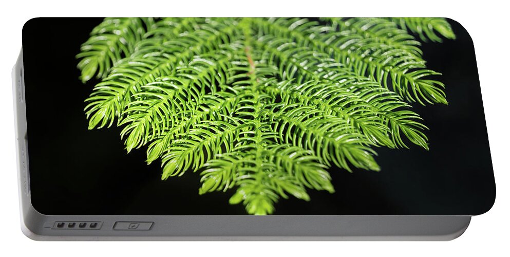 Araucaria Portable Battery Charger featuring the photograph Norfolk Pine Tree Needles by Artur Bogacki